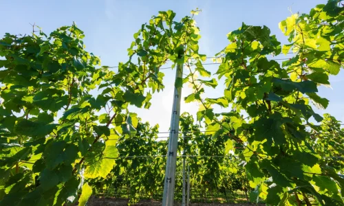 Agricultural Solutions