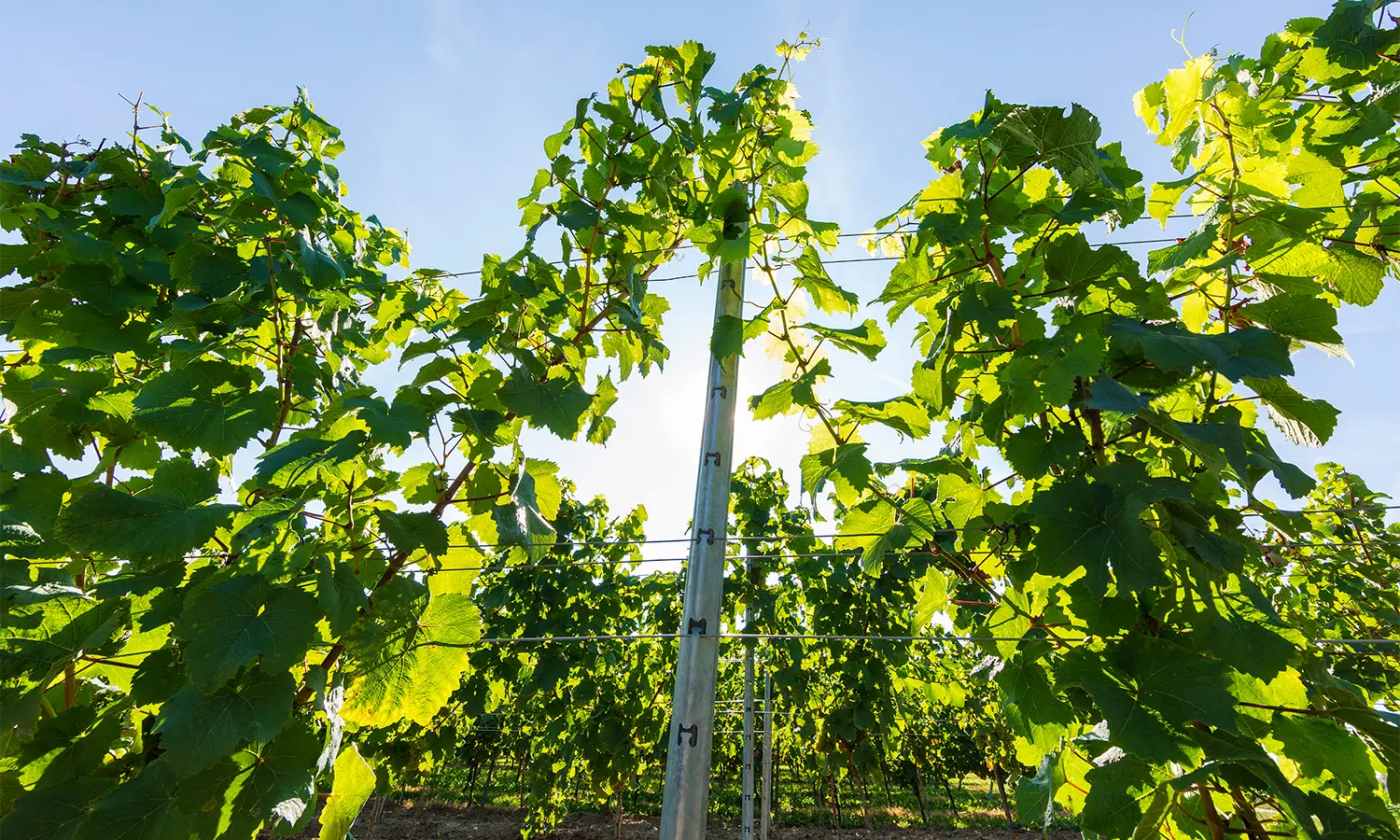MEISER: Agri Solutions
