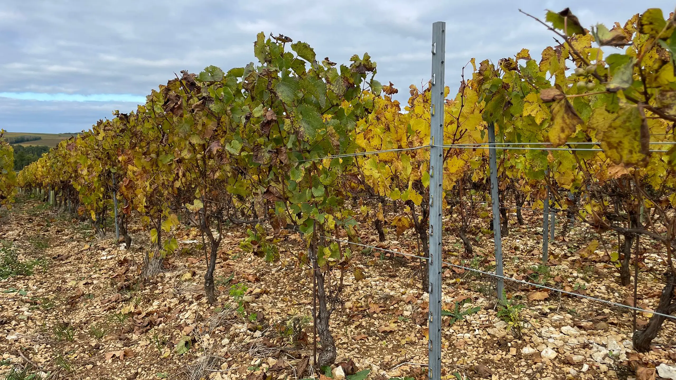 Inspiration & Projekte: Chablis