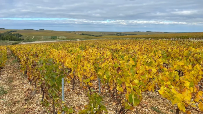 Meiser Holding GmbH – Chablis