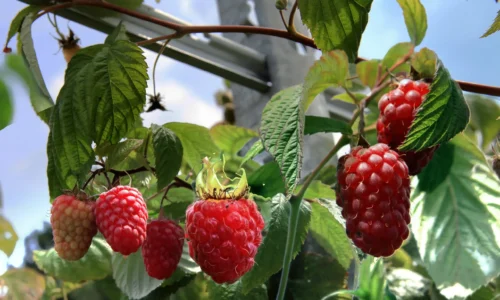 Fruit growing