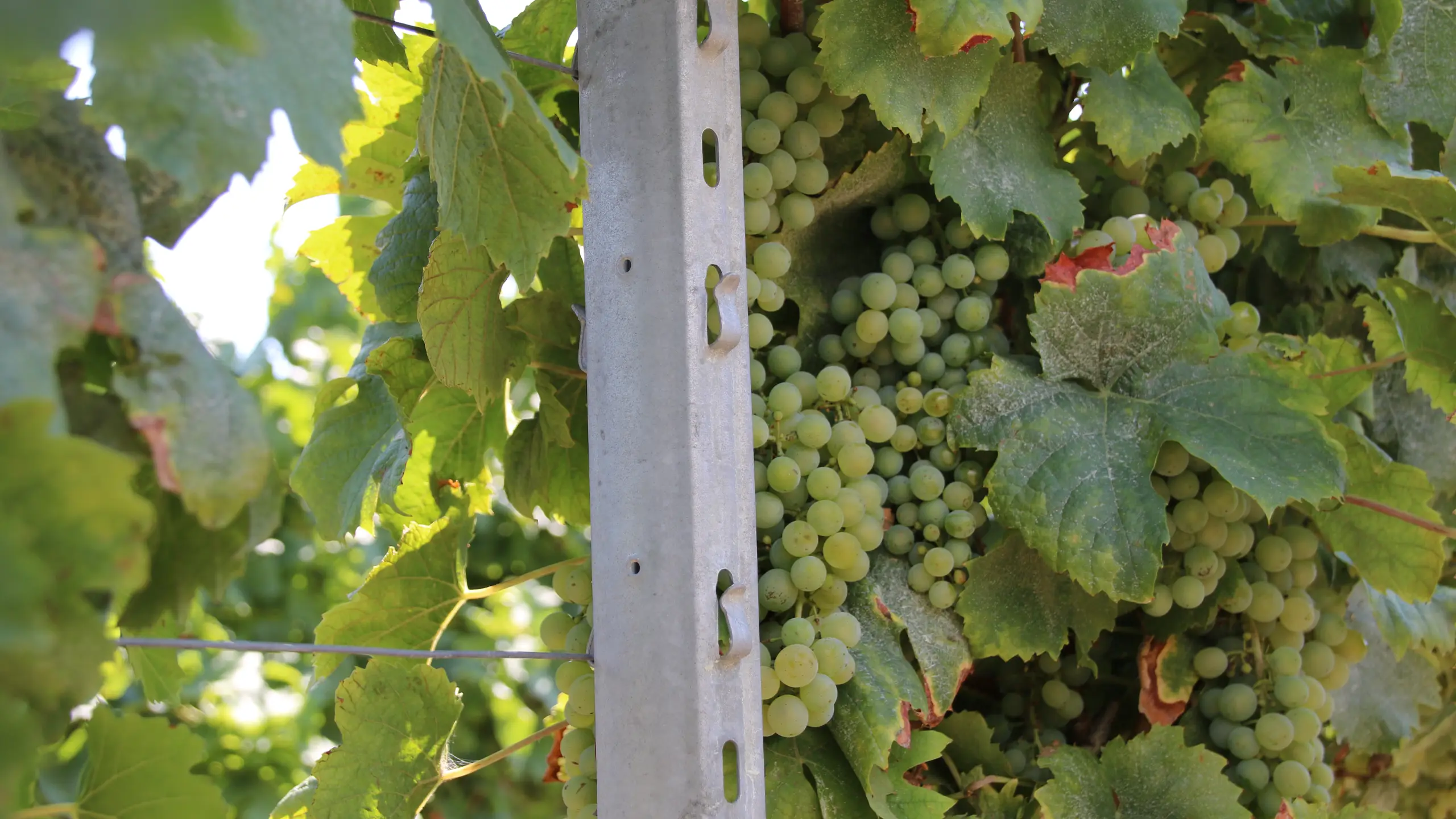 Inspiration & Projekte: Weingut Zimmermann